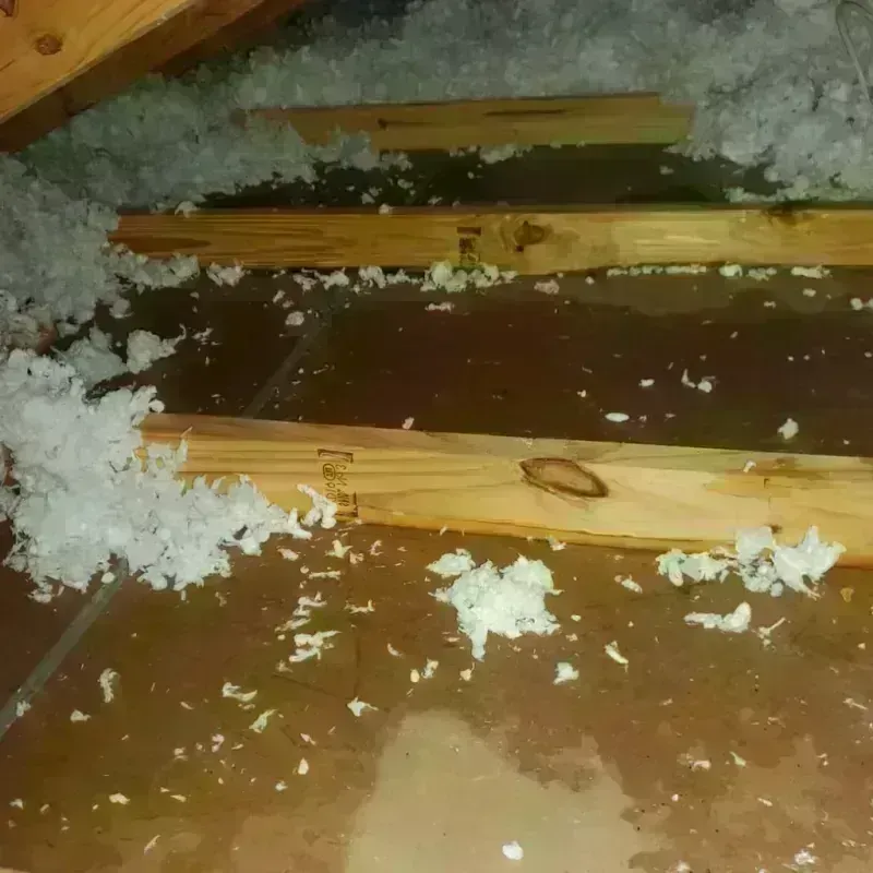 Attic Water Damage in Ponchatoula, LA